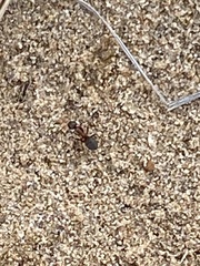 Formicinae