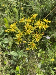 Jacobaea erucifolia