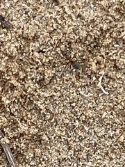 Formicinae