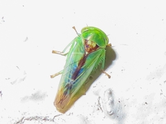 Viridicerus ustulatus