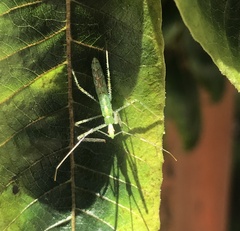 Hemiptera