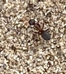 Formicinae