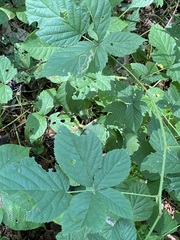Rubus allegheniensis