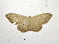Sterrhinae