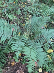 Deparia acrostichoides