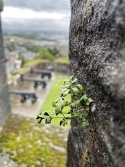 Asplenium ruta-muraria