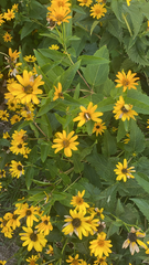 Heliopsis helianthoides