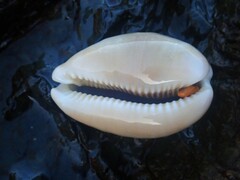 Lyncina vitellus