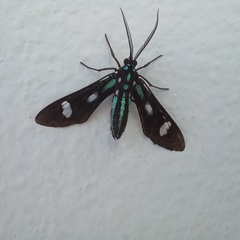Leucotmemis nexa