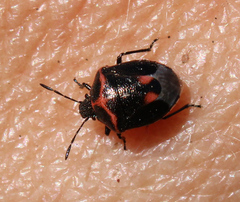 Cosmopepla lintneriana