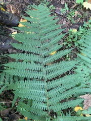 Deparia acrostichoides