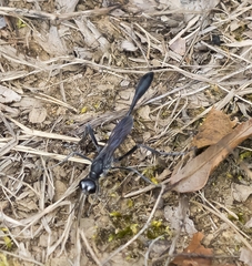 Eremnophila aureonotata