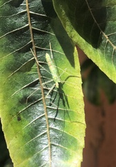 Hemiptera