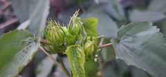 Hibiscus laevis