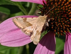Heliothis phloxiphaga