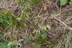 Decticus verrucivorus