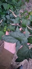 Hibiscus laevis