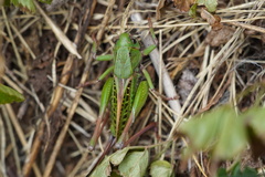 Decticus verrucivorus