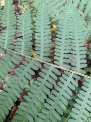 Deparia acrostichoides