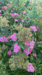 Spiraea japonica