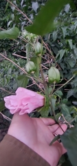 Hibiscus laevis