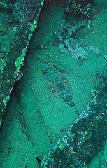 Papilloculiceps longiceps