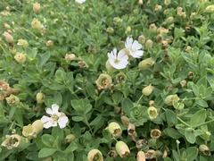 Silene uniflora