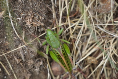 Decticus verrucivorus