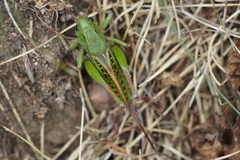 Decticus verrucivorus