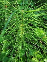 Equisetum