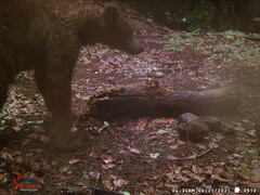 Ursus americanus machetes