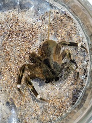 Pagurus hirsutiusculus