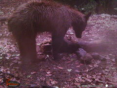 Ursus americanus machetes