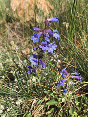 Penstemon virens