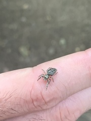 Eris militaris