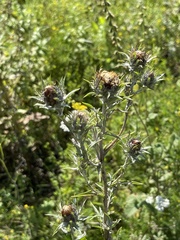 Carlina biebersteinii