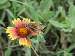 Hylephila phyleus