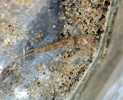 Clinocottus globiceps