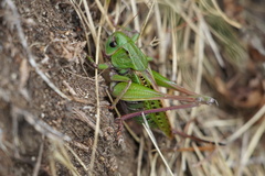 Decticus verrucivorus