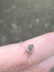 Eris militaris