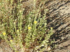 Grindelia camporum