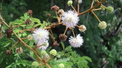 Mimosa bahamensis