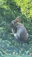 Sylvilagus floridanus