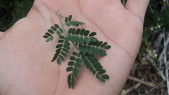 Mimosa bahamensis