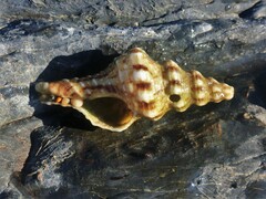 Marmorofusus nicobaricus