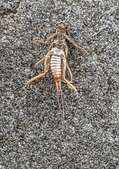 Plecoptera