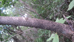 Callicarpa acuminata