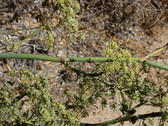 Murgantia histrionica