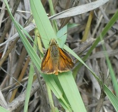 Ochlodes sylvanoides