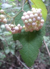 Callicarpa acuminata